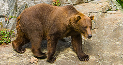 Orso Trentino Alto Adige